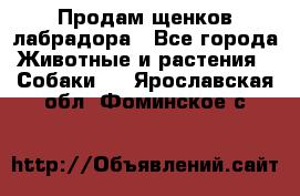 Продам щенков лабрадора - Все города Животные и растения » Собаки   . Ярославская обл.,Фоминское с.